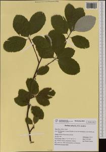 Aria edulis (Willd.) M. Roem., Западная Европа (EUR) (Италия)