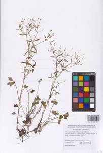 Лютик ядовитый L., Восточная Европа, Ростовская область (E12a) (Россия)