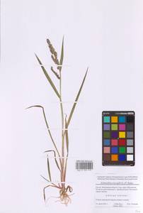 Ежовник обыкновенный, Куриное просо (L.) P.Beauv., Восточная Европа, Московская область и Москва (E4a) (Россия)