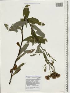 Cirsium arvense var. vestitum Wimm. & Grab., Кавказ, Ставропольский край, Карачаево-Черкесия, Кабардино-Балкария (K1b) (Россия)