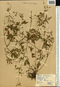 Герань Роберта L., Восточная Европа, Западно-Украинский район (E13) (Украина)