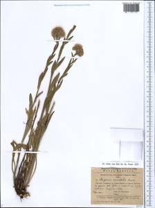 Erigeron acris subsp. acris, Кавказ, Армения (K5) (Армения)