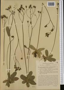 Crepis froelichiana subsp. dinarica (Beck) Gutermann, Западная Европа (EUR) (Италия)