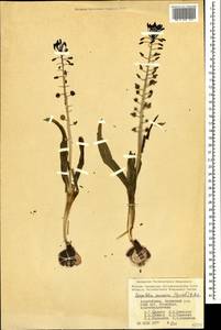 Muscari caucasicum (Griseb.) Baker, Кавказ, Азербайджан (K6) (Азербайджан)