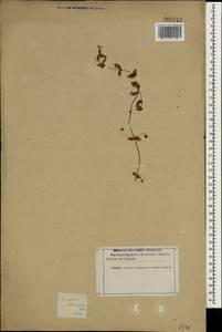 Anagallis arvensis subsp. arvensis, Зарубежная Азия (ASIA) (Иран)