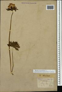 Anemonastrum narcissiflorum subsp. fasciculatum (L.) Raus, Кавказ, Краснодарский край и Адыгея (K1a) (Россия)