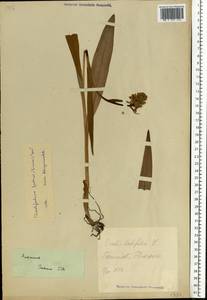 Dactylorhiza maculata subsp. fuchsii (Druce) Hyl., Восточная Европа, Эстония (E2c) (Эстония)