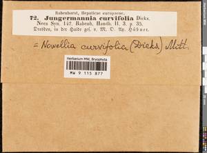 Nowellia curvifolia (Dicks.) Mitt., Гербарий мохообразных, Мхи - Западная Европа (BEu) (Германия)