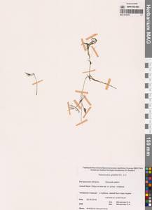 Лютик Гмелина DC., Сибирь, Чукотка и Камчатка (S7) (Россия)