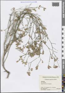 Василек растопыреный (Willd.) Gugler, Кавказ, Армения (K5) (Армения)