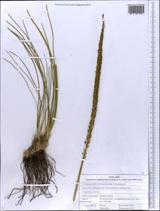 Триостренник приморский L., Восточная Европа, Северо-Украинский район (E11) (Украина)