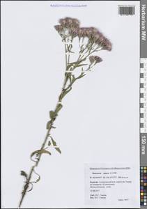 Соссюрея горькая, Горькуша горькая (L.) DC., Сибирь, Прибайкалье и Забайкалье (S4) (Россия)