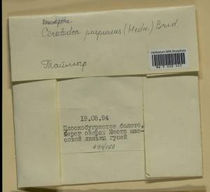 Ceratodon purpureus (Hedw.) Brid., Гербарий мохообразных, Мхи - Красноярский край, Тыва и Хакасия (B17) (Россия)
