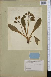 Первоцвет высокий (L.) L., Западная Европа (EUR) (Неизвестно)