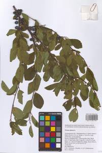 Слива колючая, Терн L., Восточная Европа, Нижневолжский район (E9) (Россия)