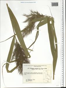 Тростник южный, Тростник обыкновенный (Cav.) Trin. ex Steud., Сибирь, Дальний Восток (S6) (Россия)