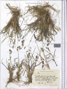 Мятлик, Средняя Азия и Казахстан, Памир и Памиро-Алай (M2) (Таджикистан)