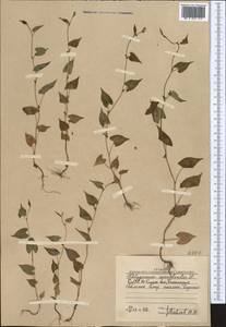 Гречишка вьюнковая (L.) Á.Löve, Средняя Азия и Казахстан, Западный Тянь-Шань и Каратау (M3) (Узбекистан)