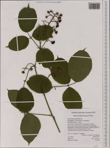 Rubus nigricans Danthoine, Западная Европа (EUR) (Германия)