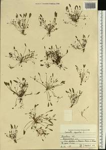 Лужница водяная L., Восточная Европа, Московская область и Москва (E4a) (Россия)