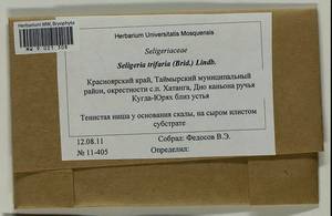 Seligeria trifaria (Brid.) Lindb., Гербарий мохообразных, Мхи - Красноярский край, Тыва и Хакасия (B17) (Россия)