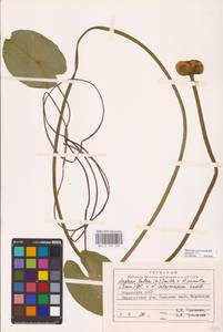 Nuphar × spenneriana Gaudin, Восточная Европа, Северный район (E1) (Россия)