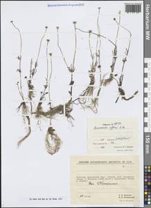 Ranunculus arcticus Richardson, Сибирь, Чукотка и Камчатка (S7) (Россия)