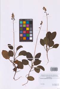 Грушанка малая L., Восточная Европа, Московская область и Москва (E4a) (Россия)