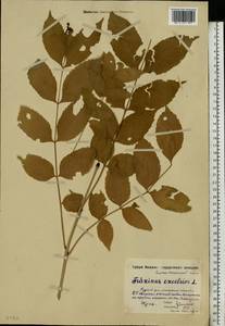 Ясень высокий, Ясень обыкновенный L., Восточная Европа, Московская область и Москва (E4a) (Россия)