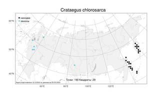 Crataegus chlorosarca, Боярышник зеленомясый Maxim., Атлас флоры России (FLORUS) (Россия)