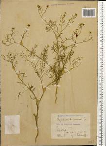 Клоповник пузырчатый L., Кавказ, Азербайджан (K6) (Азербайджан)