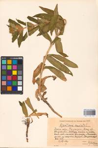 Горечавка крестовидная L., Восточная Европа, Московская область и Москва (E4a) (Россия)