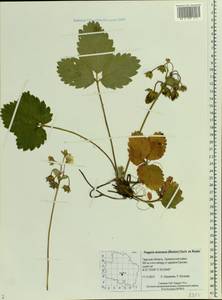 Fragaria ×ananassa (Weston) Rozier, Восточная Европа, Северо-Западный район (E2) (Россия)