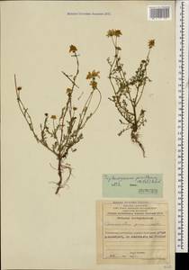 Трехреберник мелкоцветковый (Willd.) Pobed., Кавказ, Азербайджан (K6) (Азербайджан)