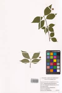 Бересклет сахалинский (F.Schmidt) Maxim., Сибирь, Дальний Восток (S6) (Россия)