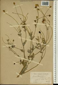 Papaver armeniacum subsp. armeniacum, Зарубежная Азия (ASIA) (Иран)