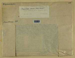 Drepanocladus aduncus (Hedw.) Warnst., Гербарий мохообразных, Мхи - Прибалтика (B1) (Литва)