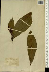 Lepisanthes senegalensis (Poir.) Leenhouts, Зарубежная Азия (ASIA) (Индия)