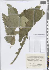 Борщевик Лемана Bunge, Средняя Азия и Казахстан, Памир и Памиро-Алай (M2) (Узбекистан)
