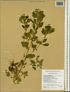 Ononis biflora Desf., Зарубежная Азия (ASIA) (Кипр)