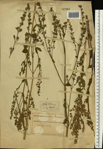 Котовник голый, Восточная Европа, Южно-Украинский район (E12) (Украина)