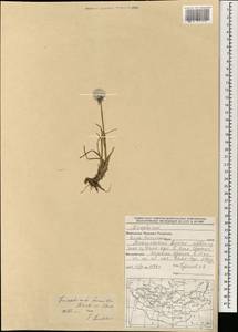 Пушица низкая Turcz. ex Steud., Монголия (MONG) (Монголия)