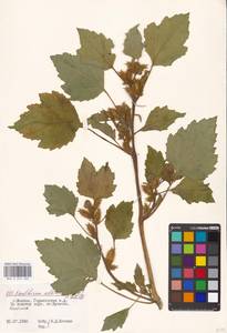 Xanthium orientale var. albinum (Widd.) Adema & M. T. Jansen, Восточная Европа, Московская область и Москва (E4a) (Россия)