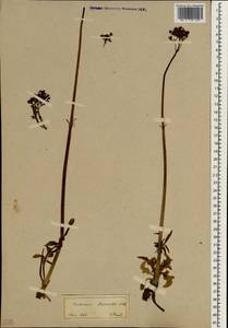 Valeriana dioscoridis Sm., Зарубежная Азия (ASIA) (Турция)