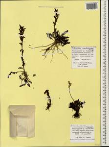 Мытник Нордманна Bunge, Кавказ, Краснодарский край и Адыгея (K1a) (Россия)