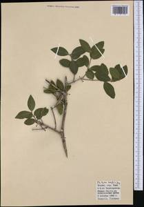 Phillyrea latifolia L., Западная Европа (EUR) (Италия)
