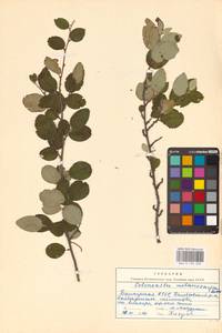 Кизильник рыхлоцветковый (J.Jacq.) Lindl., Восточная Европа, Восточный район (E10) (Россия)