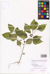 MHA 0 006 512, Паслен черный L., Восточная Европа, Центральный лесостепной район (E6) (Россия)