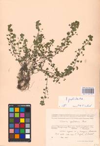 MHA 0 160 557, Вероника глянцевая, Вероника глянцеватая Fr., Восточная Европа, Южно-Украинский район (E12) (Украина)