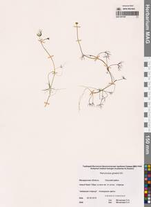 Лютик Гмелина DC., Сибирь, Чукотка и Камчатка (S7) (Россия)